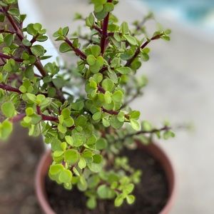 Live Elephant Bush Plant!